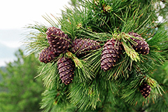 Перемога над хермесом - в руках кожного